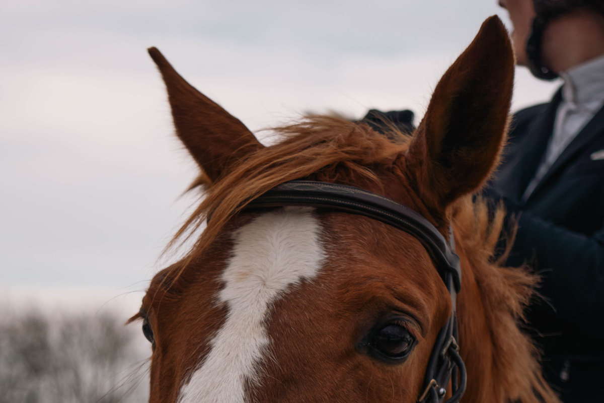 Reportage photo d'une cavalière en compétition équestre, capturant les moments clés de sa performance tout au long de la journée - Stratégies de communication percutantes